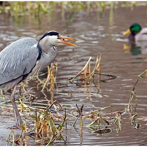 D75 1461 Reiher weniger Schärfe