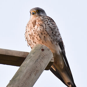 Turmfalke
