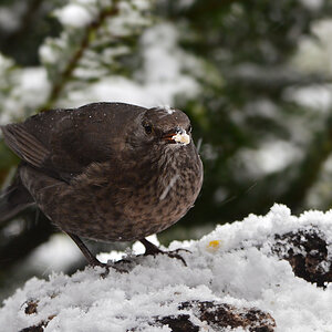 DSC 0428 Amsel