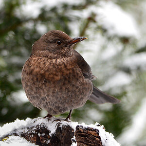 DSC 0395 Amsel