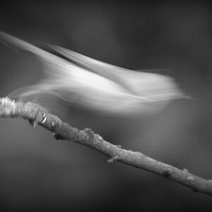 comp DSC 4000.NEF