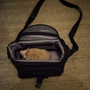 einen Igel in der Tasche haben