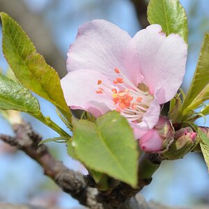Mandelblüte 3349A