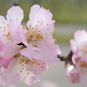 Mandelblüte 3380S