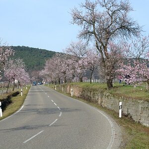 Mandelblüte NW Gimmeldingen 3333