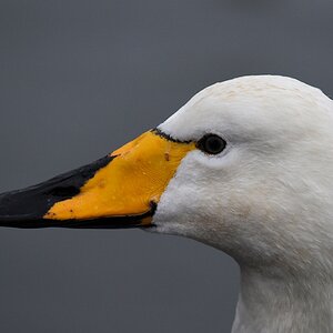 Singschwan auf dem Fjörnin, Reykjavík
7591
