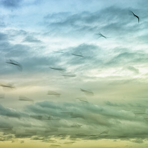 Vögel im Himmel