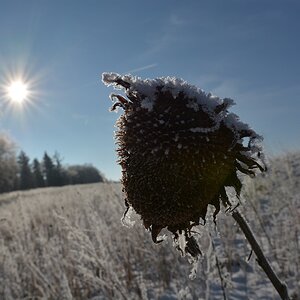 D71 0193