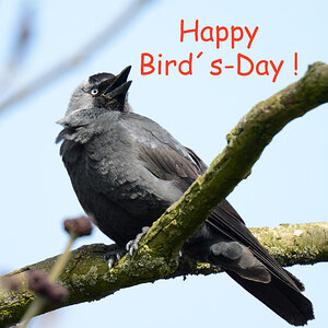 bird´s day Kopie