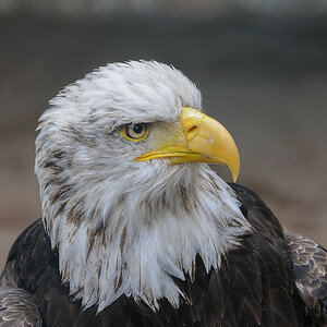 Seeadler 2 01x