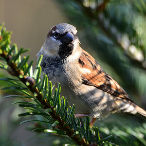 DSC 0079 Spatz