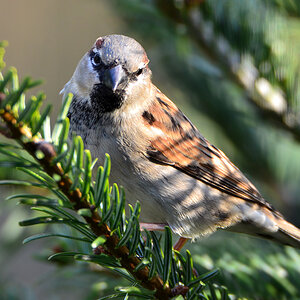 DSC 0081 Spatz