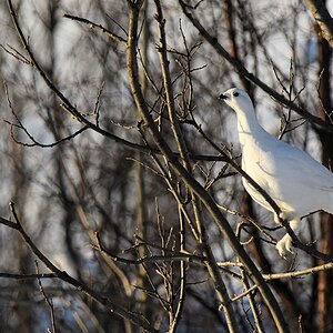 s440 bKvalöyvag Schneehuhn 9407