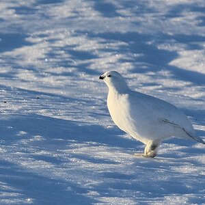 s440 bKvalöyvag Schneehuhn 9453