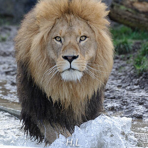 Löwe