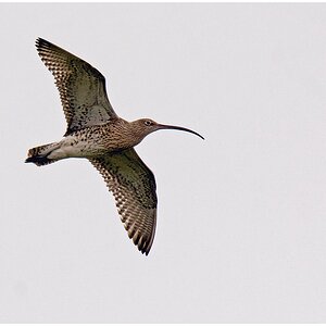 D71 3328 Großer Btachvogel II