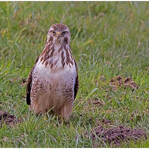 D71 3321 voll im Blick 3 2026