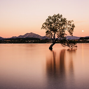 Baum Lake Wanaka klein