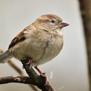 DSC 0512 Spatz