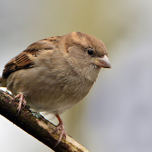 DSC 0524 Spatz