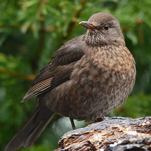 DSC 0540 Amsel