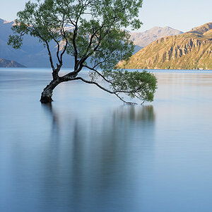 Baum Lake Wanaka 02 klein