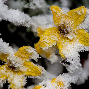 Eisblume auf Bettmeralp