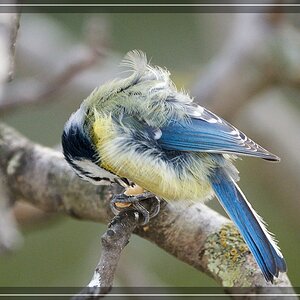 ISO 2800, 1/500 s, f/6.3, 600 mm.
Geierblaumeise mit riesiger Erdnuß.