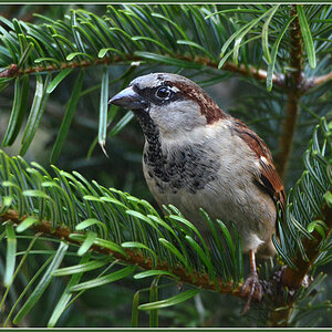 DSC 9956 Spatz