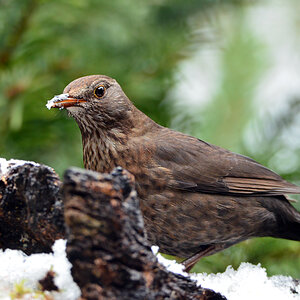DSC 0527 Amsel