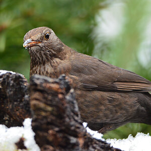 DSC 0530 Amsel