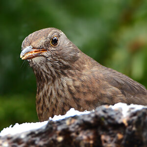 DSC 0536 Amsel