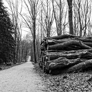 wald trostlos