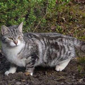 DSC 0184 Katze
