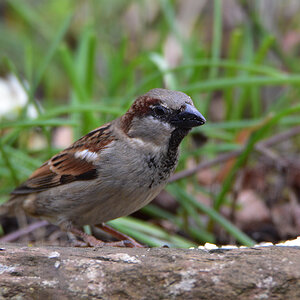 DSC 0196 Spatz