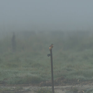 Eisvogel mit 600 mm
