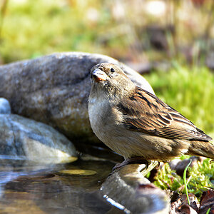 DSC 0028 Spatz