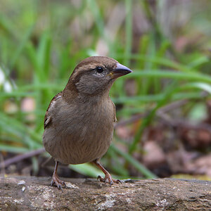 DSC 0201 Spatz