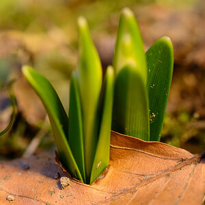 Durchbruch in meinem Garten