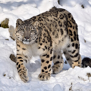 Schneeleopard 012016 3