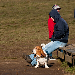 basset