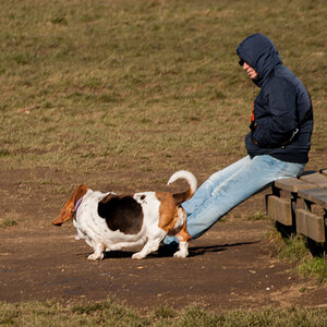 basset 2
