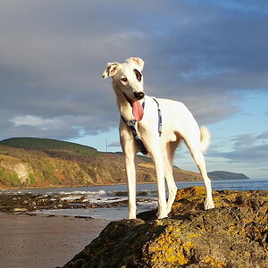 Patch auf Felsen am Strand von Rosemarkie
