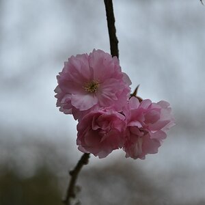 Eine Frühlingsblüte