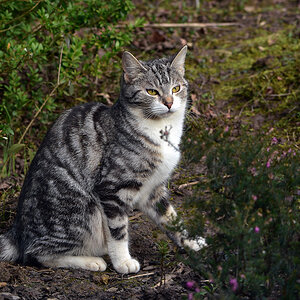 DSC 0191 Katze