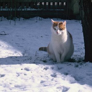 schneetiger