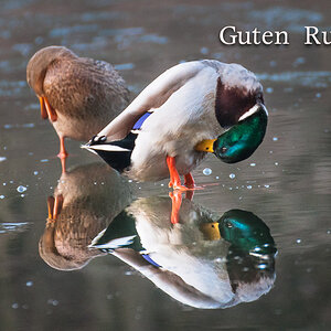 rutsch