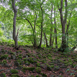 ehemaliger Vulkan, "Großer Stein" Burbach