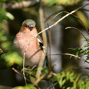 DSC 0738 Buchfink