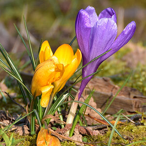 DSC 0795 Krokus